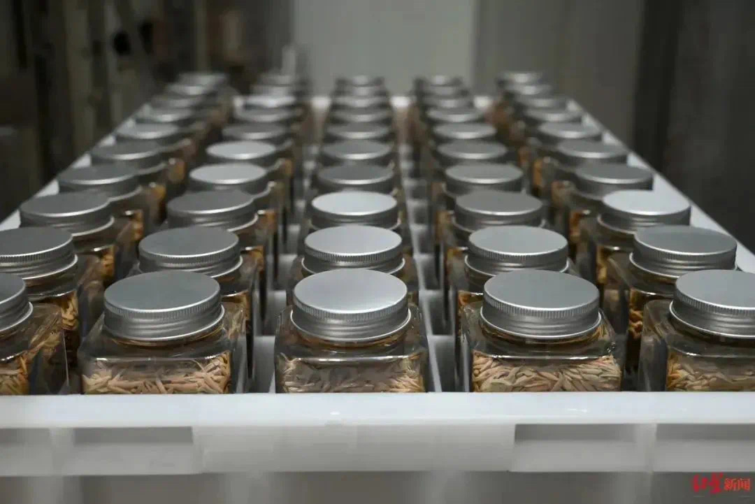 农作物种质资源治理步伐