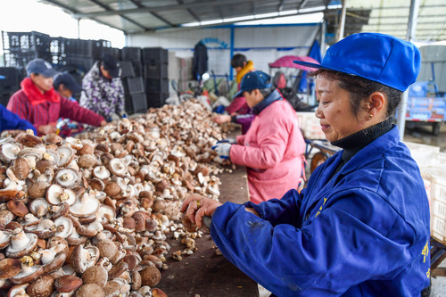 人民日报社论：：：打好墟落周全振兴漂亮仗