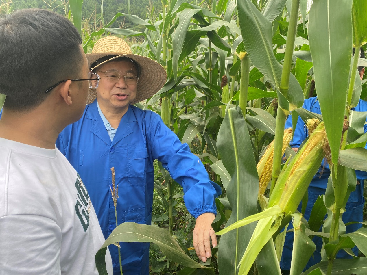 科创中心调研玉米高产试验树模和甜糯玉米新品种选育事情.png