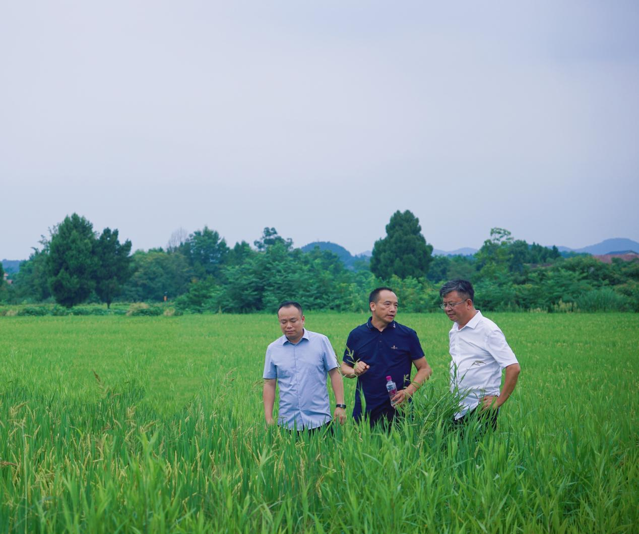 易飞调研九兴禾农业公司商业化水稻展示树模基地