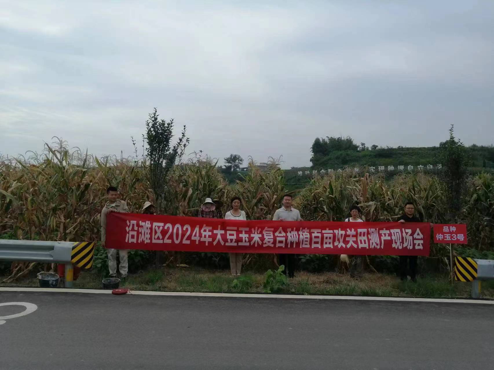 种芯农业公司完成大豆玉米复合莳植百亩攻关项目玉米测产