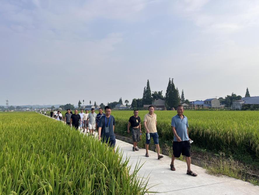 九兴禾农业公司举行“天府粮仓优势水稻品种”现场观摩会1.png