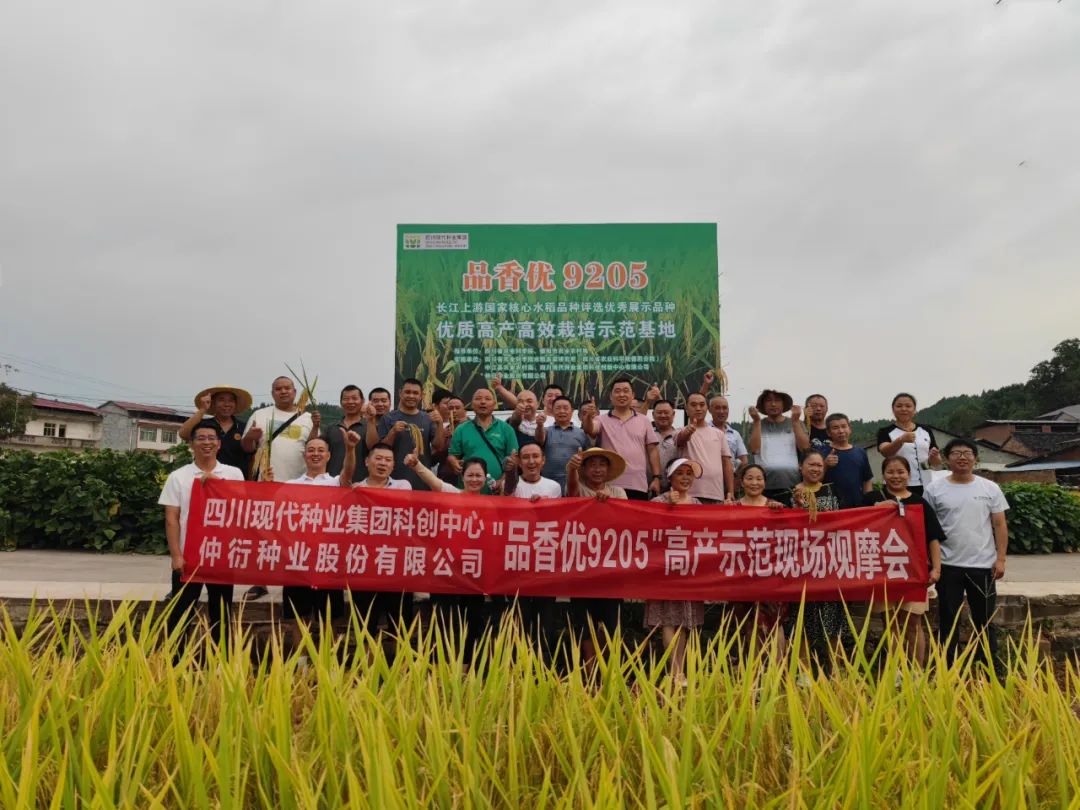 平均亩产797.7公斤！！集团水稻品种“品香优9205”高产树模方实收测产1.jpg