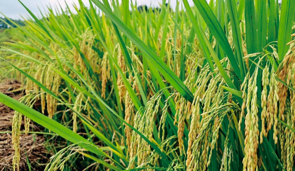 水稻