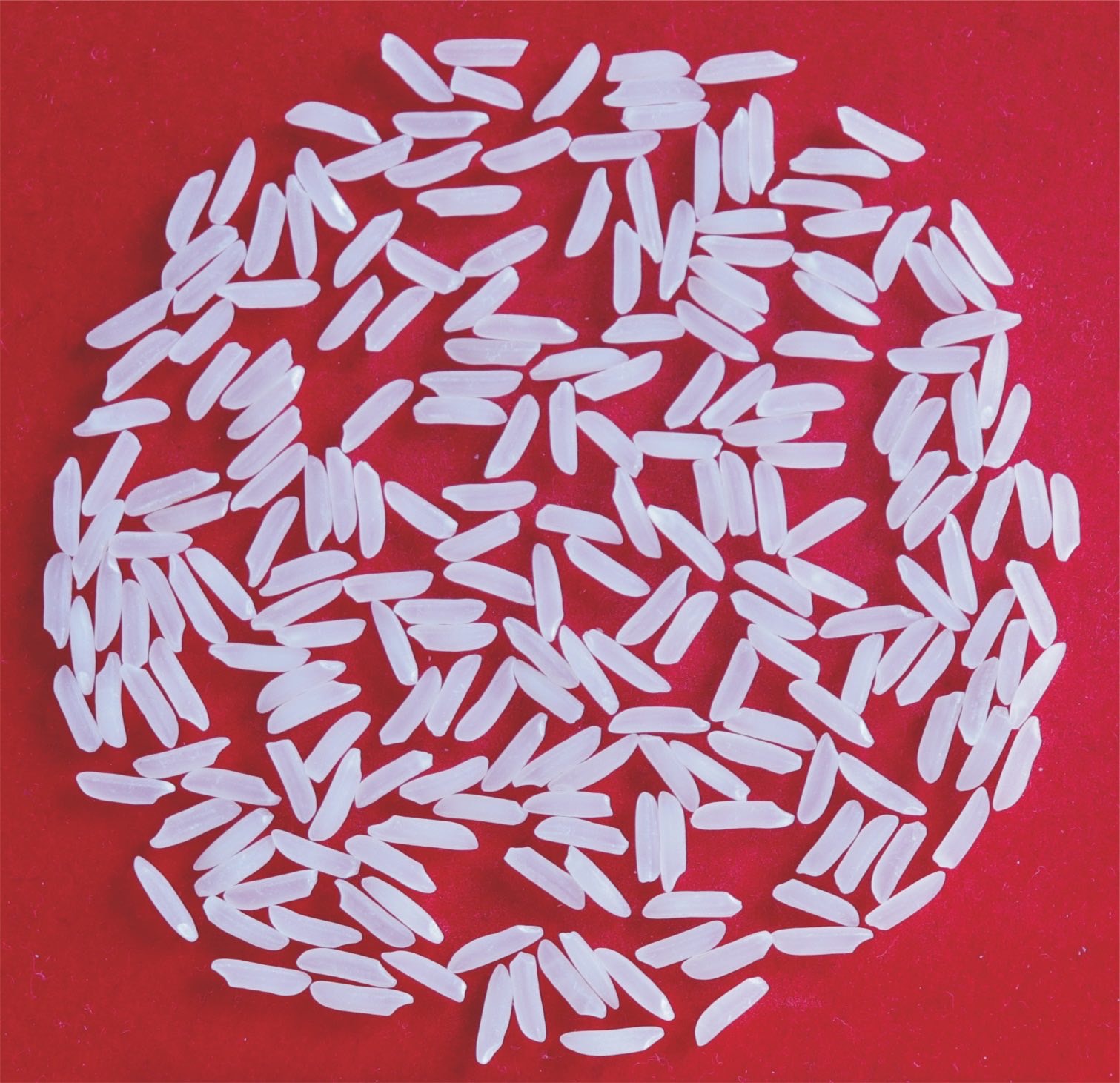 安两优2号图2_conv (2).jpg