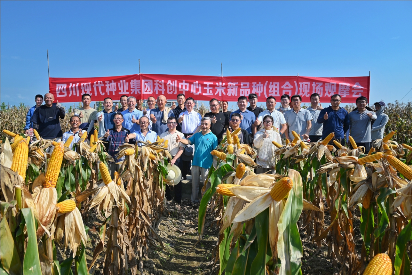 玉米新品种（组合）齐亮相 田间“擂台”见真章