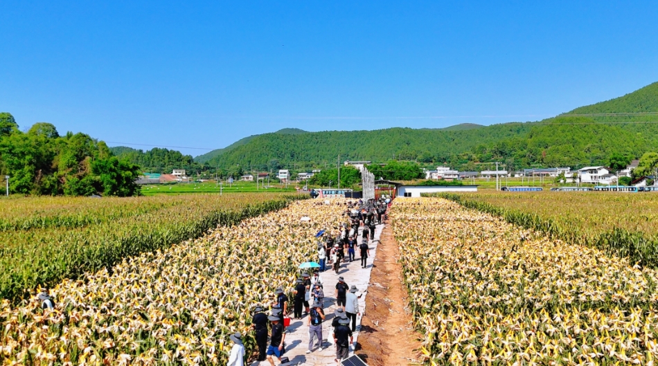 看禾选种 | 推优势玉米品种 促农业增效农民增收