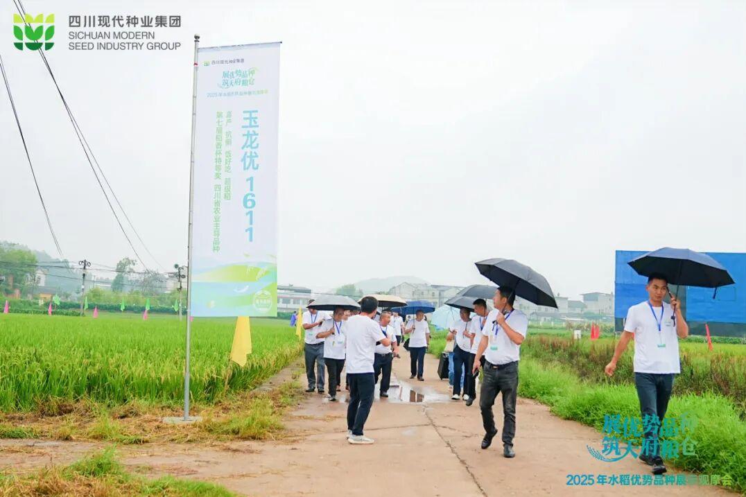 365上市公司优势水稻品种同台“竞技” 优中选优让农民放心种