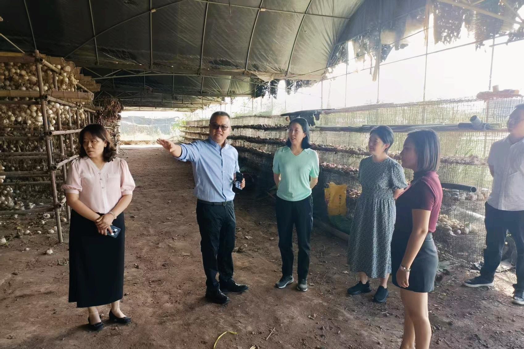 广安市副市长王瑛一行到科威洋葱种业调研