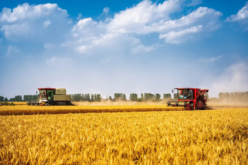 加速新品种新手艺推广应用 支持粮油作物大面积单产提升 ——农业农村部有关认真人就2025年国家农作物优良品种推广目录和农业主导品种主推手艺答记者问