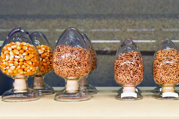 决胜“十四五” 打好收官战丨解锁“芯片”密码 我国种业立异迈出坚实步伐