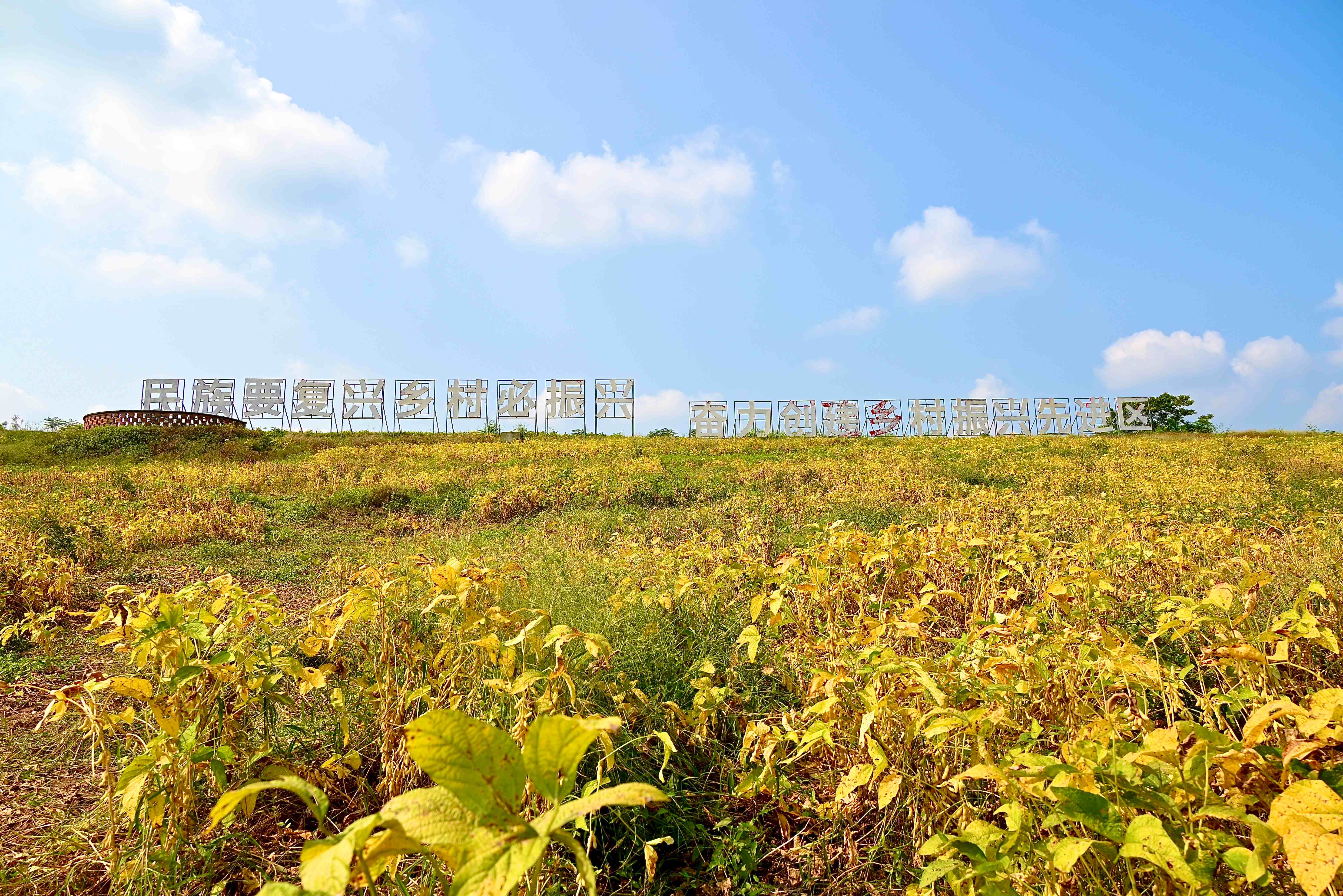 结出丰满“金豆豆” 田间奏响“丰收曲”