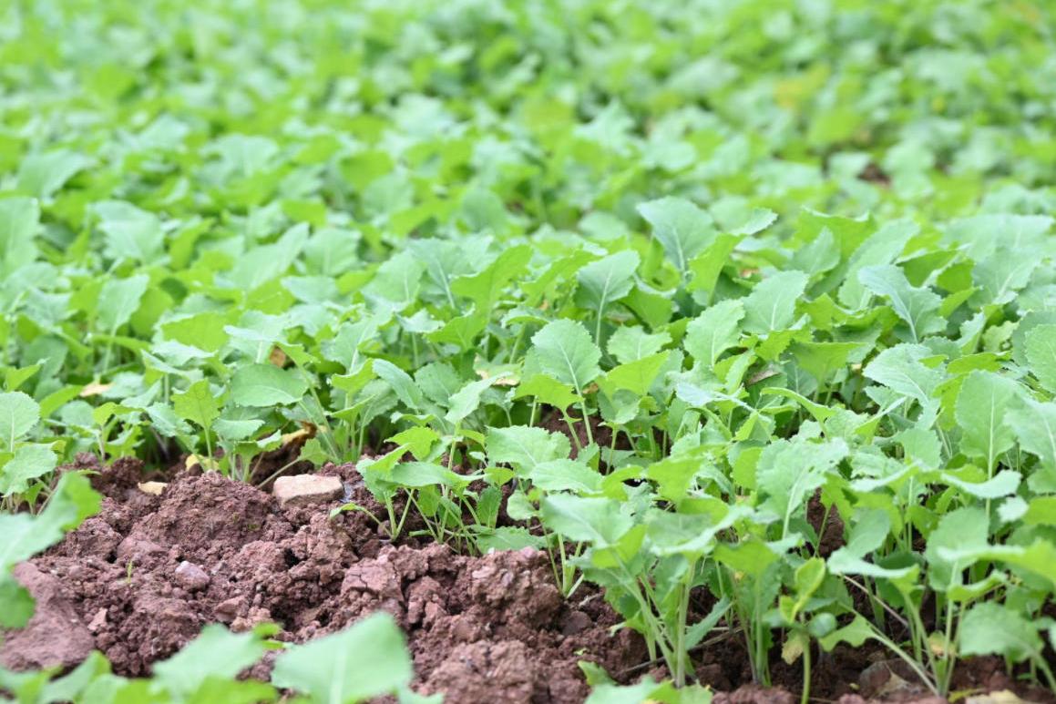 农技人才下沉一线，，，分类施策做好播前准备，，，四川冲刺“秋冬种”—— 小麦播种将在本月尾前周全完成