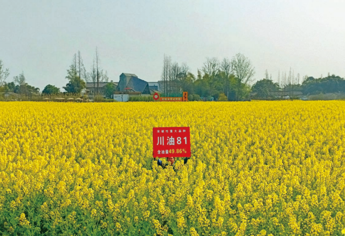 川油81【GPD油菜(2021)510174】?