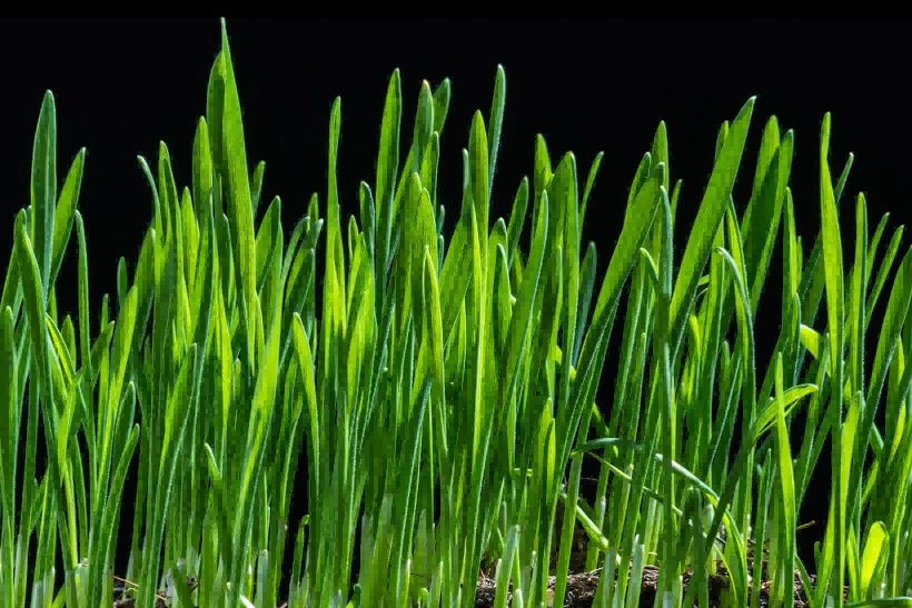 国务院国资委：：聚焦生物育种等领域，，，增强要害焦点手艺攻关